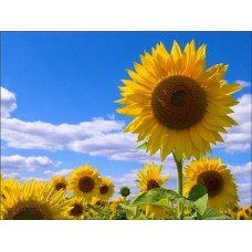 Семена подсолнечника Гиперсол КЛ (Атлас) <b>Notice</b>: Undefined variable: text_img_alt_prefix in <b>/home/ostercr/ostercenter.com.ua/www/catalog/view/theme/new/template/product/_product.inc.tpl</b> on line <b>3</b> Семена подсолнечника Гиперсол КЛ (Атлас) <b>Notice</b>: Undefined variable: text_img_alt_prefix in <b>/home/ostercr/ostercenter.com.ua/www/catalog/view/theme/new/template/product/_product.inc.tpl</b> on line <b>3</b>