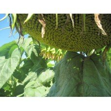 Семена подсолнечника НС-Х-6042 стандарт <b>Notice</b>: Undefined variable: text_img_alt_prefix in <b>/home/ostercr/ostercenter.com.ua/www/catalog/view/theme/new/template/product/_product.inc.tpl</b> on line <b>3</b> Семена подсолнечника НС-Х-6042 стандарт <b>Notice</b>: Undefined variable: text_img_alt_prefix in <b>/home/ostercr/ostercenter.com.ua/www/catalog/view/theme/new/template/product/_product.inc.tpl</b> on line <b>3</b>